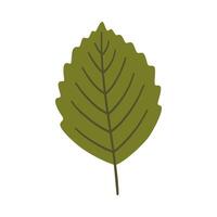 Alder leaf in dark green color, illustration vector
