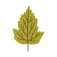 Tree leaf in light green color. One element isolated on white. Spring or summer botanical background, illustration vector