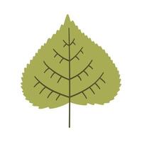 Poplar leaf in light green color. One element isolated on white. Spring or summer background, illustration vector