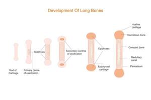 Key Stages of Bone Development.Ossification, Calcification, and Remodeling Process. vector