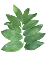 Polygonatum multiflorum green branch on transparent background png