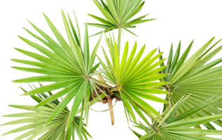 the palm tree, its tropical and natural qualities, and the isolated presentation on , green palm tree, A palm tree with leaves on a transparent background, palm tree branch, png