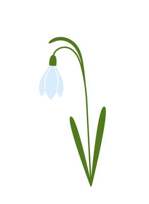 Snowdrop. Galanthus nivalis. Spring flower with leaves. Flat illustration isolated on white background. illustration