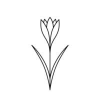 Crocus. Saffron with leaves. Hand drawn sketch icon of spring flower. Isolated illustration in doodle line style. vector