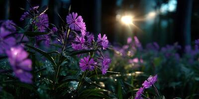 Purple flowers illuminated by sunset in a lush garden setting with droplets glistening photo