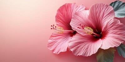 Pink hibiscus flowers with vibrant petals and delicate details against a soft gradient background photo