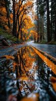 Autumn foliage creates vibrant reflections along winding road in a forest during early morning light photo