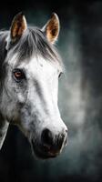 Majestic white horse gazing intently against a dark backdrop in soft lighting photo