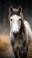 Beautiful gray horse standing in a misty field at dawn surrounded by nature photo