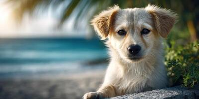 Cute puppy relaxing on a sunny beach with waves in the background during a warm afternoon photo
