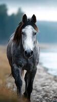 Majestic gray horse walks along scenic shoreline at dawn photo