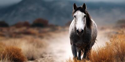 Majestic gray horse walking through a desert landscape at dawn with mountains in the background and mist rising from the ground photo