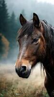 Horse portrait set in a misty forest during early morning hours with lush greenery in the background photo