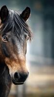 Majestic horse with flowing mane gazes confidently in the serene pasture setting during early morning hours photo