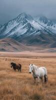 Horses grazing in a vast meadow with snow-capped mountains under a cloudy sky in autumn photo