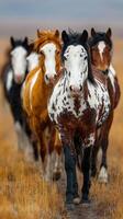 Horses walking in a line through golden grass under a cloudy sky during late afternoon photo