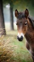 Brown foal stands quietly in a tranquil meadow surrounded by tall grass and trees during an early morning mist photo
