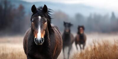 Horses walking through the misty field in early morning light near a forested area photo
