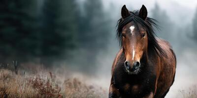 Majestic brown horse stands in misty field at dawn surrounded by tall grass and trees photo