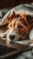 Curious dog relaxes on a bed while watching a laptop screen during a cozy evening at home photo