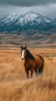 Horse standing in golden grasslands with snow-capped mountains in the background during a cloudy day in autumn photo