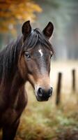 Majestic brown horse with striking blue eyes standing in a misty forest during autumn photo