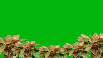 Animated of Aglaonema plants with pink-green variegated leaves arranged at the bottom, set against a bright green chroma key background. video