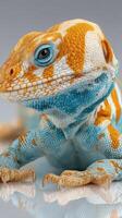 Colorful lizard with orange and blue patterns resting on a reflective surface in a studio setting during daylight photo