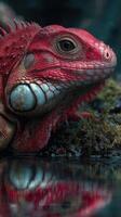 Close-up of vibrant red iguana resting near water at twilight, showcasing detailed textures and colors photo