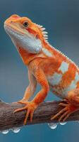 Colorful lizard perched on a branch with water droplets on a calm background in nature photo