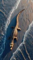 Large crocodile rests on sandy beach during sunset along the shoreline, showcasing its powerful form and natural habitat photo