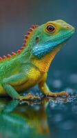 Colorful lizard resting on a wet surface in a vibrant outdoor setting during the daytime photo