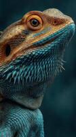 Colorful bearded dragon posing against a dark backdrop in a close-up capture photo