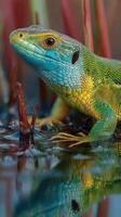 Vibrant lizard resting beside water with colorful reflections in lush habitat during bright daylight photo