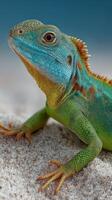 Colorful lizard basking on sandy surface under clear blue sky in natural habitat photo