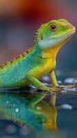 Colorful lizard basking on a wet surface in a tropical rainforest environment during daylight hours photo