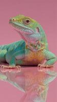 Lizard with vibrant colors rests on reflective surface in soft pink background during studio session photo