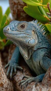 Blue iguana resting on tree branch surrounded by green leaves in a tropical setting photo