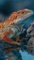 Brightly colored lizard perched on rocks near water during golden hour in a natural habitat photo