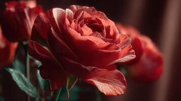 Red roses in full bloom showcasing velvety petals and vibrant colors in a cozy indoor setting during golden hour photo