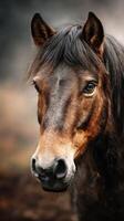 Close-up of a brown horse with a flowing mane in a natural outdoor setting during twilight hours photo