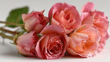 Lovely arrangement of pink roses with dewdrops on petals captured indoors in soft lighting photo