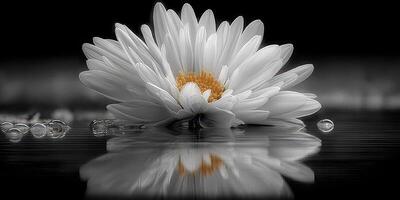 White flower with yellow center floating on still water, creating a serene reflection at dusk photo