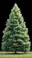 Evergreen tree stands tall on green grass against a dark background showcasing its vibrant foliage and natural beauty photo