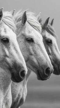 Three white horses standing together against a neutral background in a serene setting during daylight hours photo