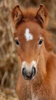 Cute brown foal with a white star marking posing against a backdrop of hay in a barn photo