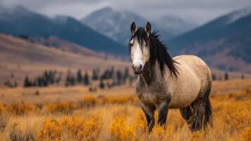 Majestic horse standing amidst golden wildflowers and mountains during autumn afternoon photo