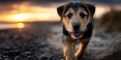 Puppy enjoys a sunset walk along the beach, showcasing playful spirit and natural beauty at twilight photo