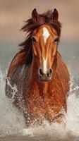 Horse running powerfully through water during sunset at the beach with splashes all around photo