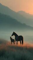Horses standing in a misty field at sunrise with mountains in the background photo